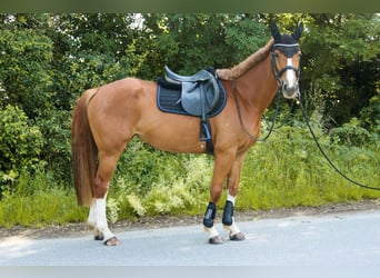 Warmblood austríaco, Yegua, 6 años, 162 cm, Alazán