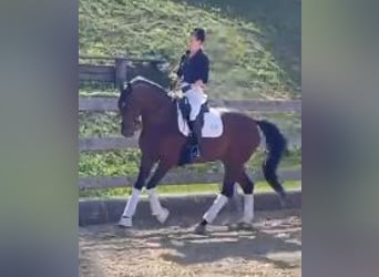 Warmblood austríaco, Yegua, 6 años, 163 cm, Castaño