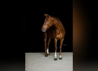 Warmblood austríaco, Yegua, 6 años, 164 cm, Alazán