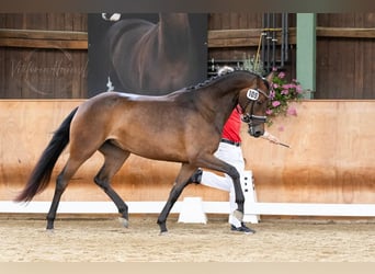 Warmblood austríaco, Yegua, 6 años, 165 cm, Castaño oscuro
