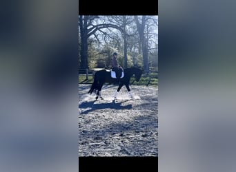 Warmblood austríaco, Yegua, 6 años, 167 cm, Castaño oscuro