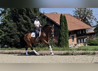 Warmblood austríaco, Yegua, 6 años, 168 cm, Castaño