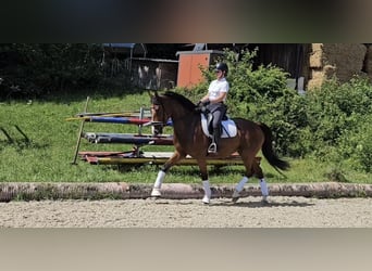 Warmblood austríaco, Yegua, 6 años, 168 cm, Castaño