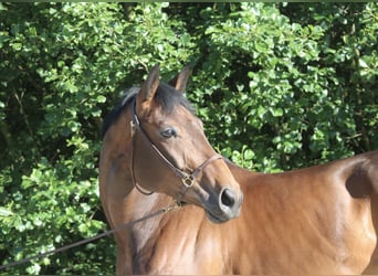 Warmblood austríaco, Yegua, 6 años, 168 cm, Castaño