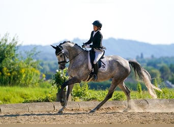 Warmblood austríaco, Yegua, 6 años, 168 cm, Tordo rodado