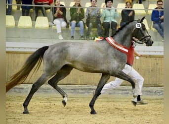 Warmblood austríaco, Yegua, 6 años, 168 cm, Tordo rodado