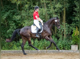 Warmblood austríaco, Yegua, 6 años, 169 cm, Morcillo