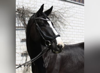 Warmblood austríaco, Yegua, 6 años, 170 cm, Negro
