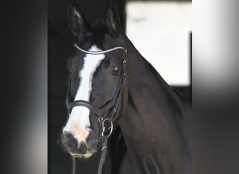 Warmblood austríaco, Yegua, 6 años, 170 cm, Negro