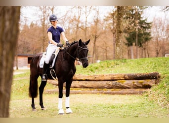 Warmblood austríaco, Yegua, 6 años, 170 cm, Negro