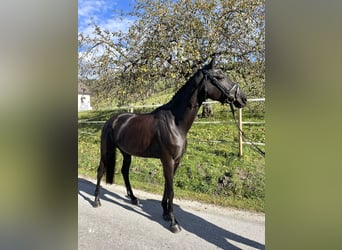 Warmblood austríaco, Yegua, 6 años, 170 cm, Negro