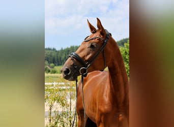 Warmblood austríaco, Yegua, 6 años, 172 cm, Alazán-tostado