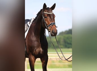 Warmblood austríaco, Yegua, 6 años, 172 cm, Castaño oscuro