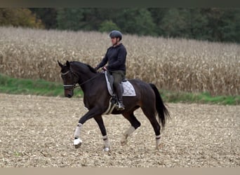 Warmblood austríaco, Yegua, 6 años, 172 cm, Castaño oscuro