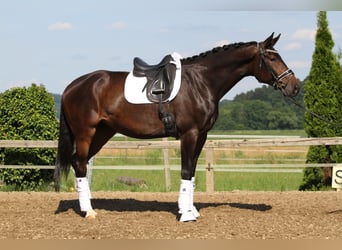 Warmblood austríaco, Yegua, 6 años, 172 cm, Castaño oscuro