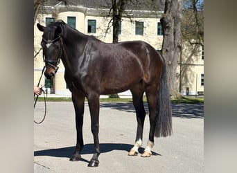 Warmblood austríaco, Yegua, 6 años, 173 cm, Castaño