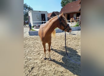 Warmblood austríaco, Yegua, 7 años, 142 cm, Alazán-tostado