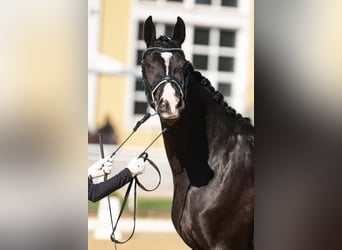 Warmblood austríaco, Yegua, 7 años, 163 cm, Castaño