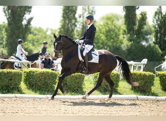 Warmblood austríaco, Yegua, 7 años, 163 cm, Castaño