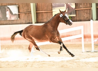 Warmblood austríaco, Yegua, 7 años, 164 cm, Castaño