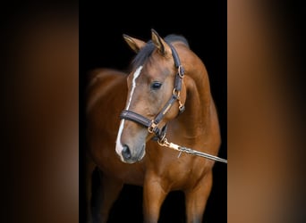 Warmblood austríaco, Yegua, 7 años, 165 cm, Castaño