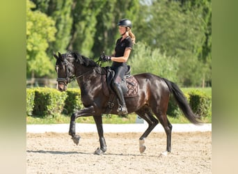 Warmblood austríaco, Yegua, 7 años, 165 cm, Castaño
