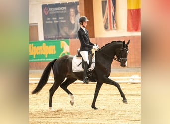 Warmblood austríaco, Yegua, 7 años, 165 cm, Castaño
