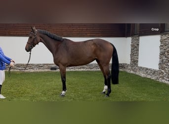 Warmblood austríaco, Yegua, 7 años, 165 cm, Castaño