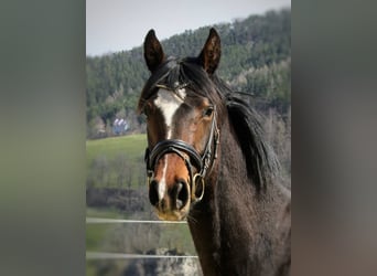 Warmblood austríaco, Yegua, 7 años, 168 cm, Castaño