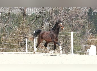 Warmblood austríaco, Yegua, 7 años, 168 cm, Castaño