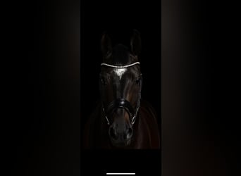 Warmblood austríaco, Yegua, 7 años, 170 cm, Morcillo