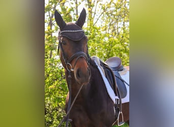Warmblood austríaco, Yegua, 7 años, 172 cm, Castaño oscuro