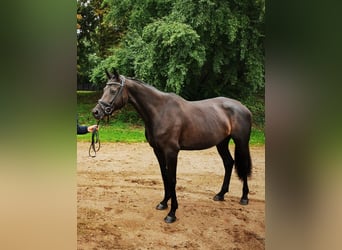 Warmblood austríaco, Yegua, 7 años, 172 cm, Morcillo