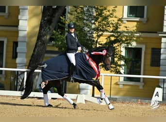 Warmblood austríaco, Yegua, 7 años, Castaño oscuro