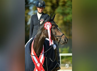 Warmblood austríaco, Yegua, 7 años, Castaño oscuro