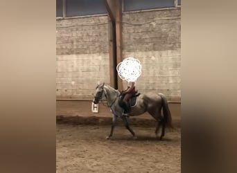 Warmblood austríaco, Yegua, 8 años, 147 cm, Tordo rodado