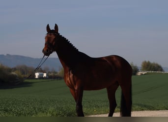 Warmblood austríaco, Yegua, 8 años, 162 cm, Castaño