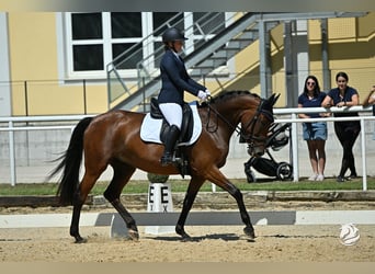 Warmblood austríaco, Yegua, 8 años, 162 cm, Castaño