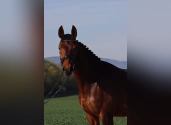 Warmblood austríaco, Yegua, 8 años, 162 cm, Castaño