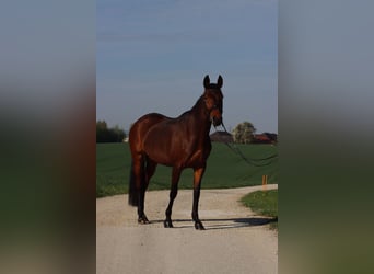 Warmblood austríaco, Yegua, 8 años, 162 cm, Castaño