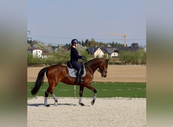 Warmblood austríaco, Yegua, 8 años, 162 cm, Castaño