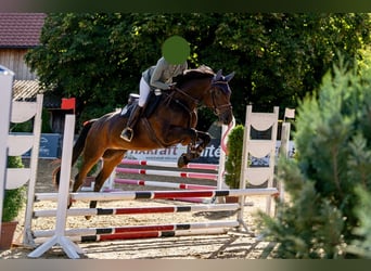 Warmblood austríaco, Yegua, 8 años, 167 cm, Morcillo