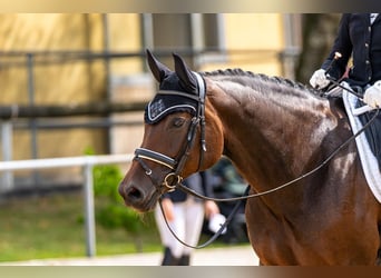Warmblood austríaco, Yegua, 8 años, 167 cm, Morcillo