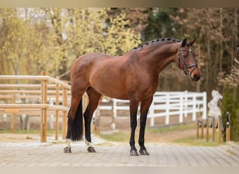 Warmblood austríaco, Yegua, 8 años, 170 cm, Castaño oscuro