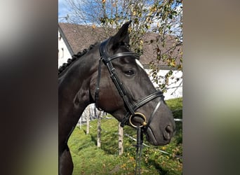 Warmblood austríaco, Yegua, 8 años, 170 cm, Negro