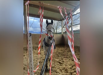 Warmblood austríaco, Yegua, 8 años, 171 cm, Tordo