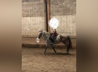 Warmblood austríaco, Yegua, 9 años, 147 cm, Tordo rodado