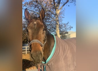 Warmblood austríaco, Yegua, 9 años, 163 cm, Castaño