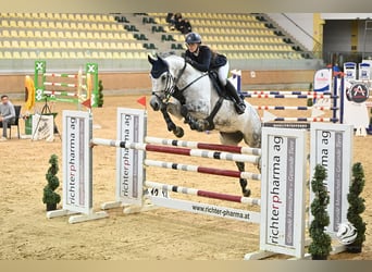 Warmblood austríaco, Yegua, 9 años, 173 cm, Tordo