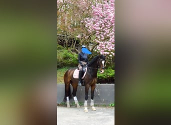 Warmblood austríaco, Yegua, 9 años, 174 cm, Castaño